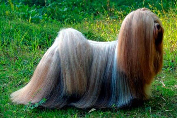 Lhasa Apso