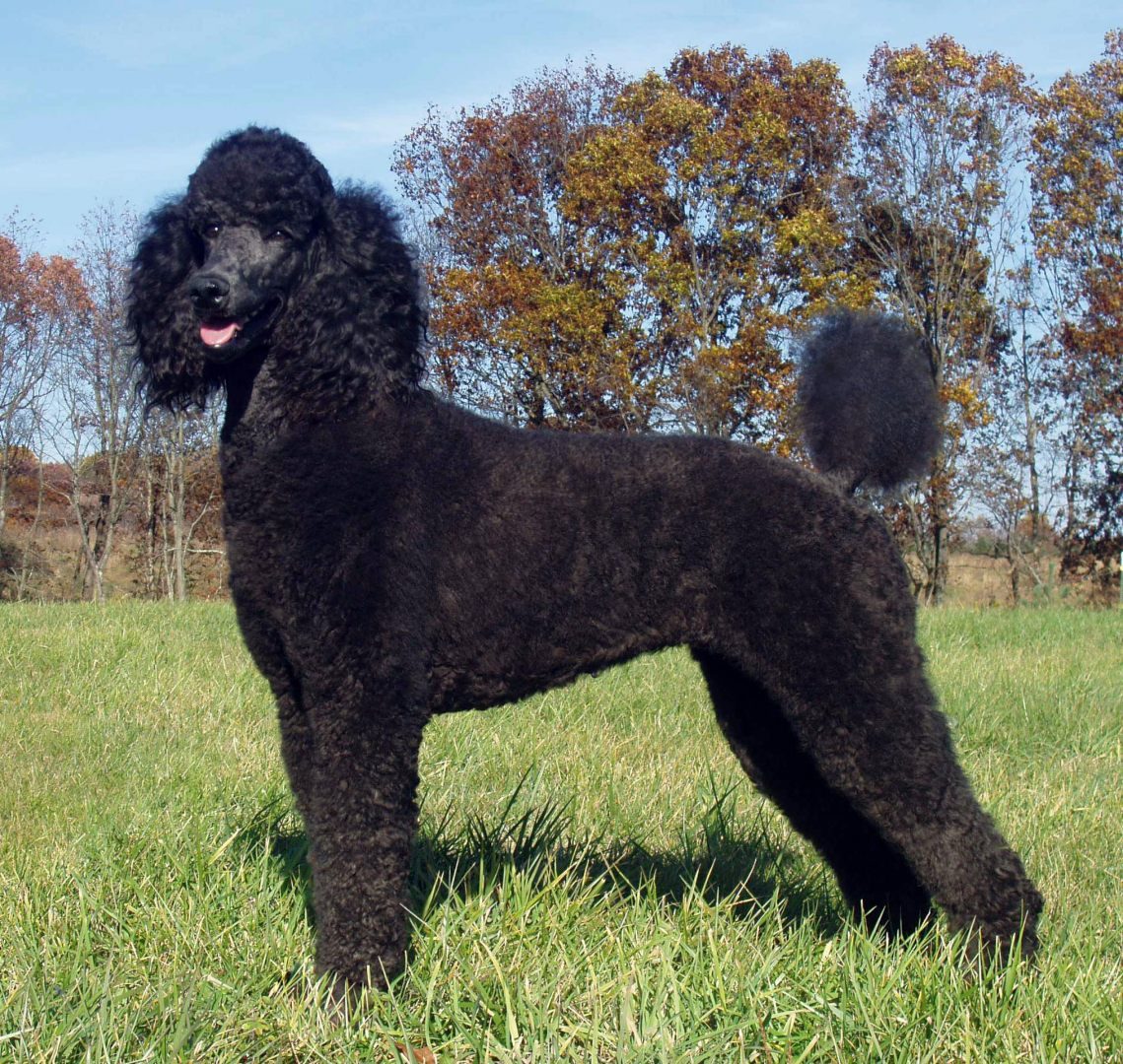 Caniche negro