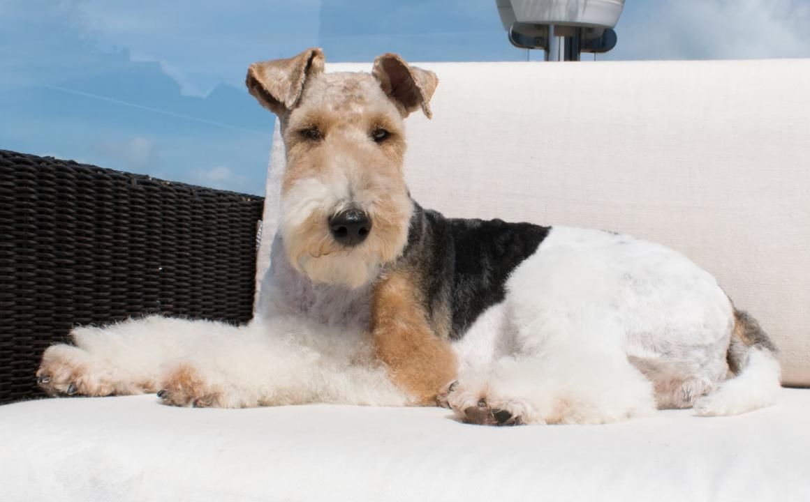 Fox Terrier blanco