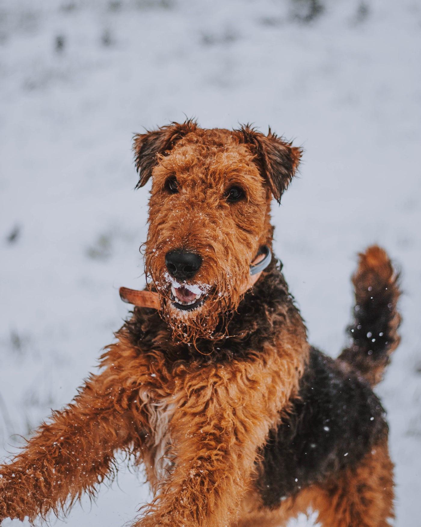 Airedale Terrier