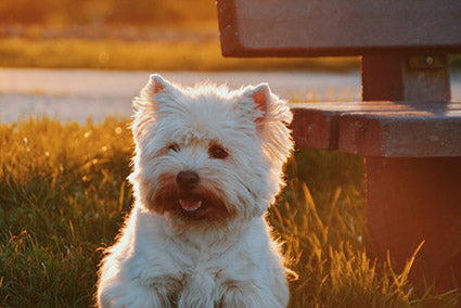 West Highland Terrier
